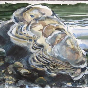 Oyster Study, watercolor on paper, 18 by 24 in. Emilia Kallock 2008