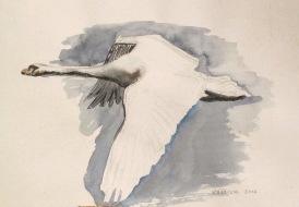 Swan 2, watercolor on hemp paper, 6 by 8 in. Emilia Kallock 2016