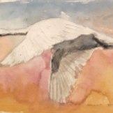 Swan 3, watercolor on hemp paper, 6 by 8 in. Emilia Kallock 2016