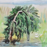 Study of Weeping Pine, watercolor on paper, 5 by 8 in. Emilia Kallock 2016