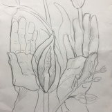Tulip, Hands 1, pencil on paper, 10 by 8 in. Emilia Kallock 2018 $500